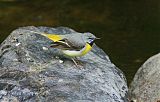 Gray Wagtail